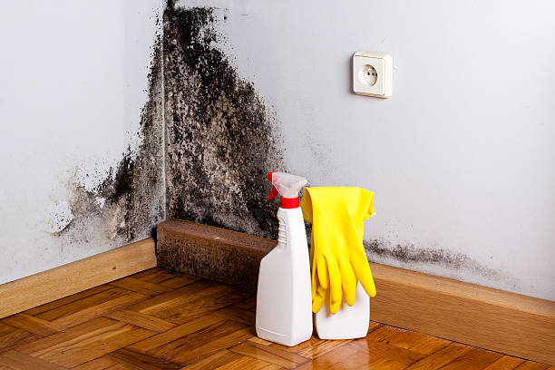 Best Basement Mold Remediation in Gra Forks, ND